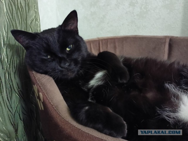 К котовторнику