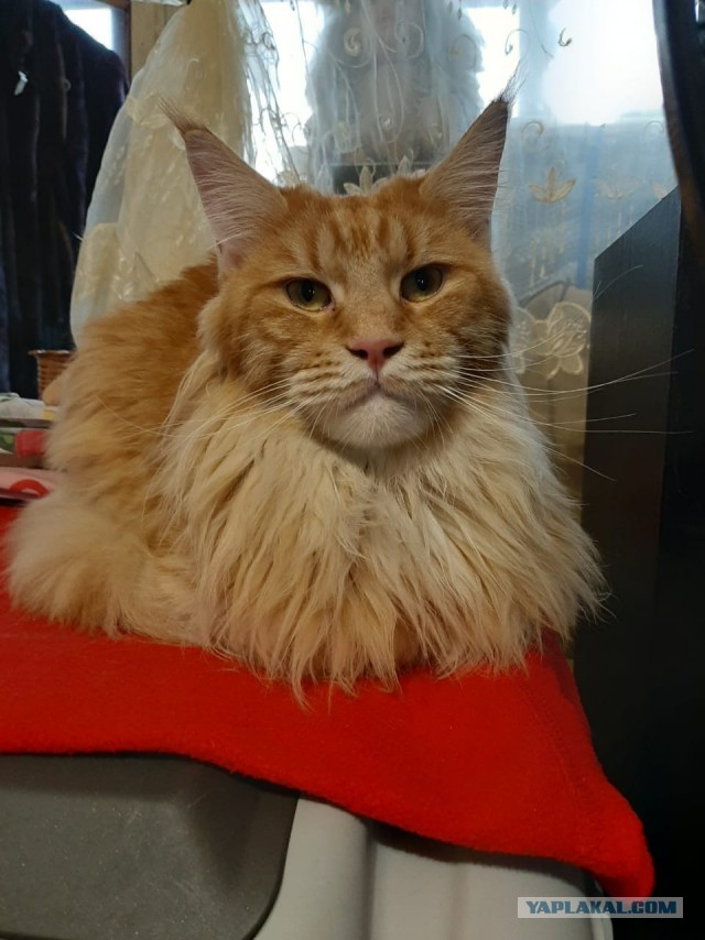 Котовторник 11.01.22