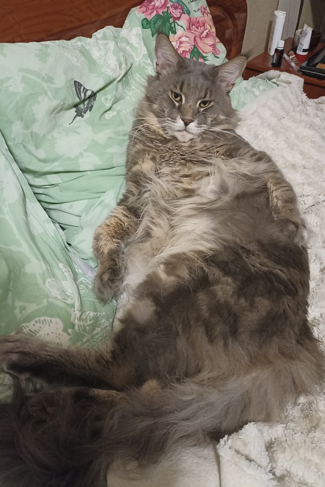 Что-то котовторник никто не начинает...