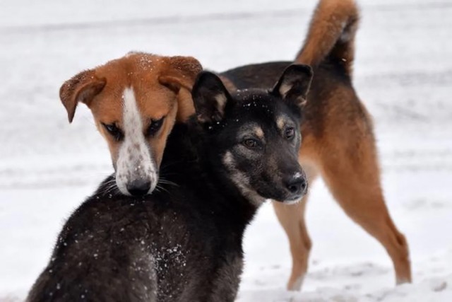 В Забайкальском крае жители начали отстрел собак после гибели ребенка