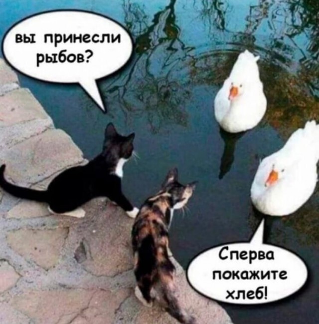 Котовторник. Февраль
