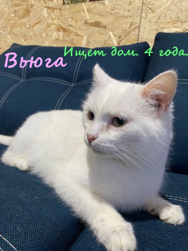 Жизнь домашнего приюта "Котоленд" 322