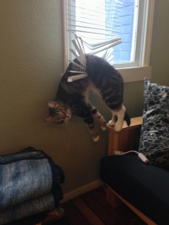 Забавные и милые котейки