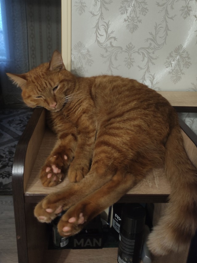 Вот и дочь стала рабом (котовторнику посвещается)