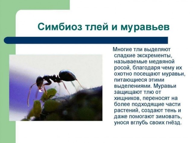 Победная поступь идиотизма по планете – том 3