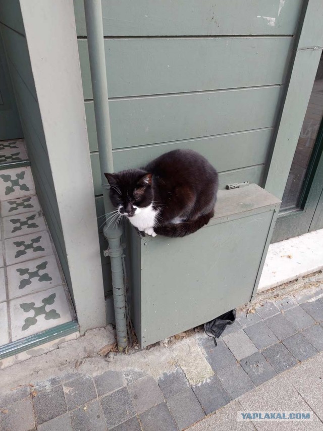 Котики Стамбула