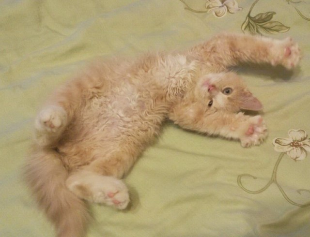 Котовторник! 16+ Коллеги-рабы, отмечаемся, у кого хозяину много лет!