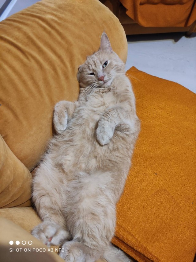 Кошачьи выкрутасы