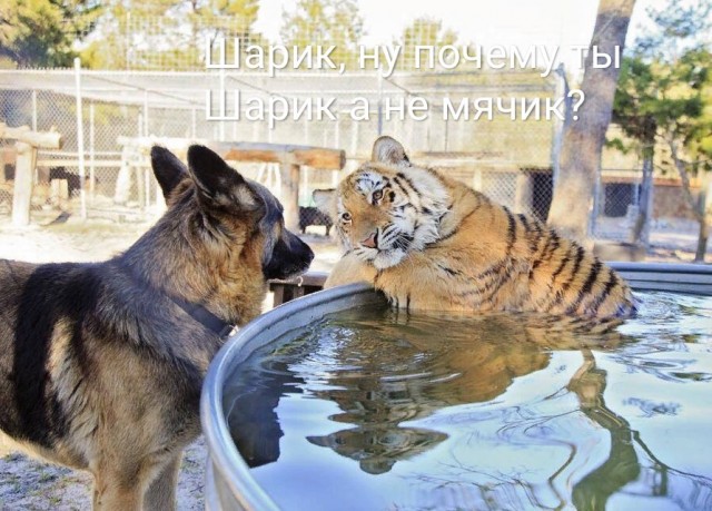 В жизни нужно просто достичь того же уровня счастья, как у тигра, который плавает с большим мячом