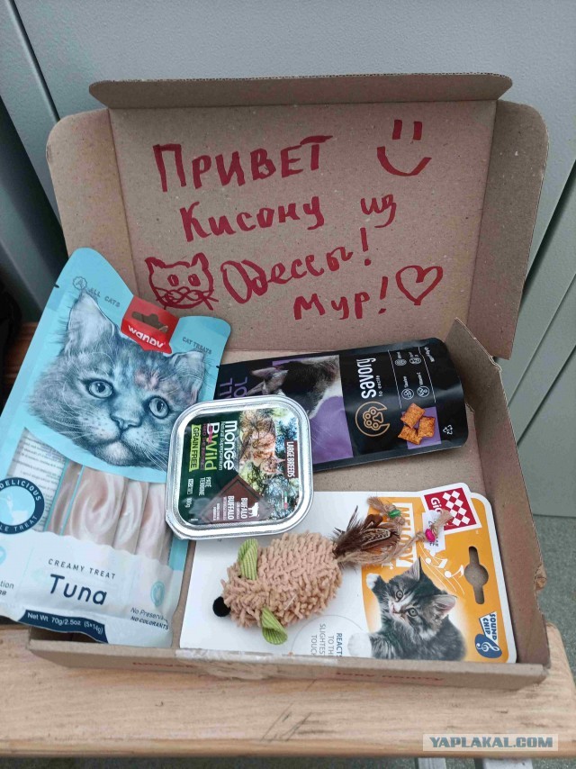 Кот в шоке! А ну прекратите колдовать, а то я инквизицию вызову!