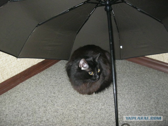 Котовторник 21.05.2013