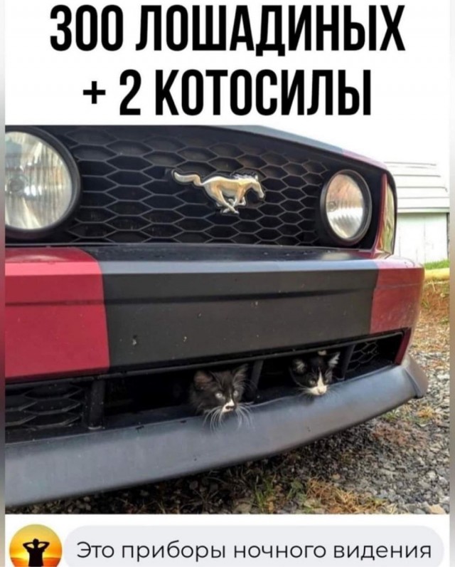Котовторник в картинках