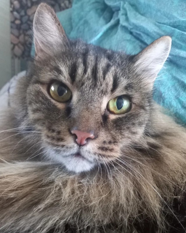 Котовторник же!