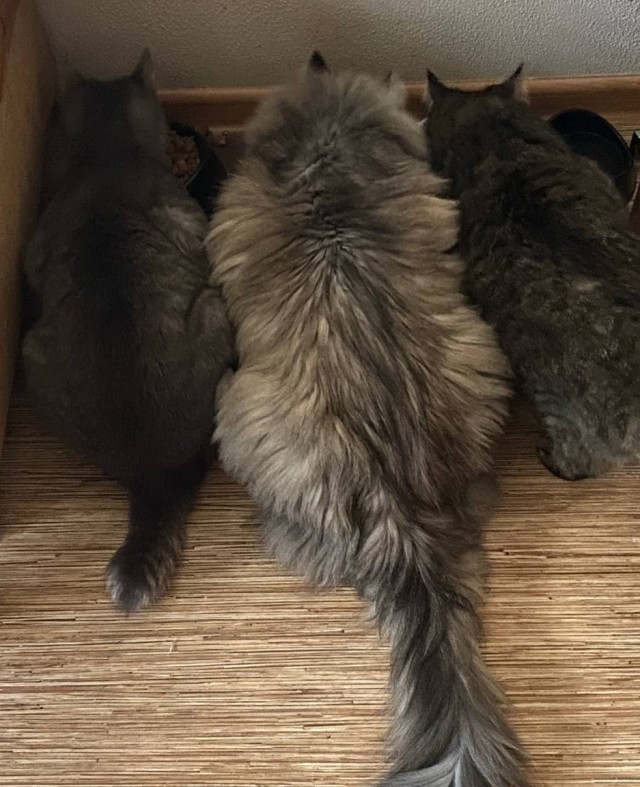 Котовторник, от мала до велика