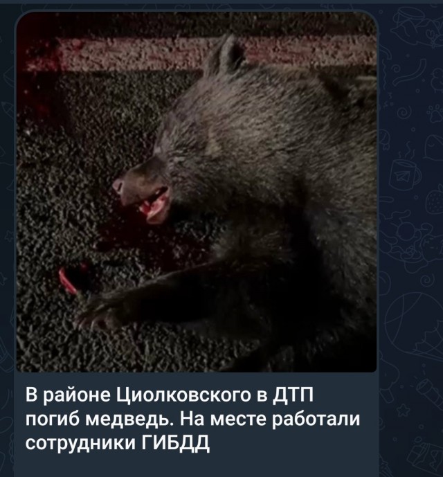 Медведь собрал за собой гигантскую пробку на трассе М-11
