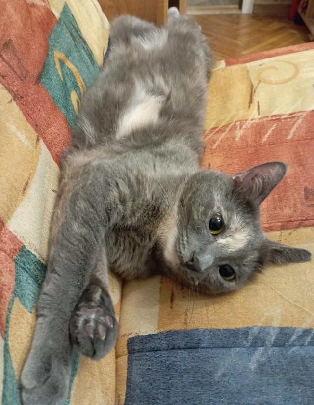 А где котики, сегодня же вторник!