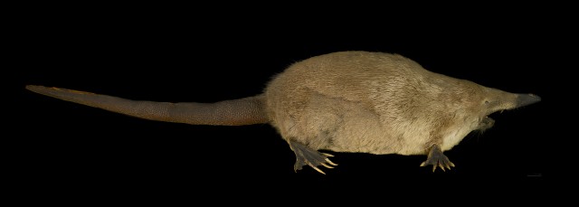 Выхухоль: что за зверек и в чем его особенность