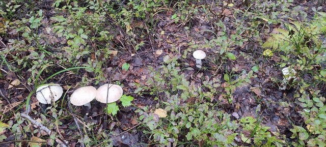 Грибы. Юг Чувашии. 2025 год.