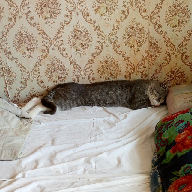 Бааарсик)