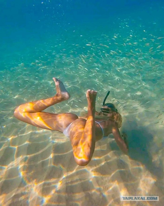 Морские звезды
