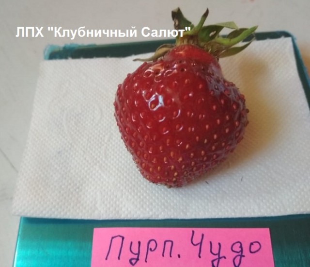 Бабушки массово скупают саженцы несуществующих растений на маркетплейсах