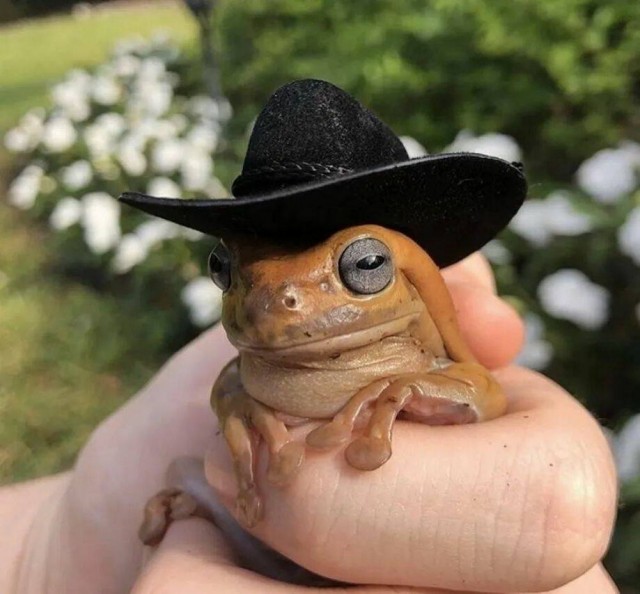 Любопытные картинки