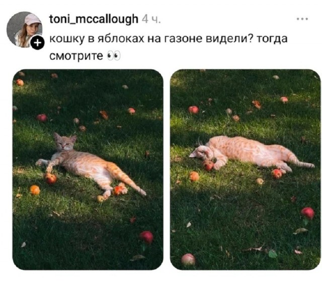 Так себе картинки 14.08.26