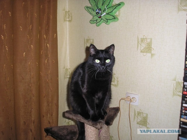 Котовторник 17.09.2013