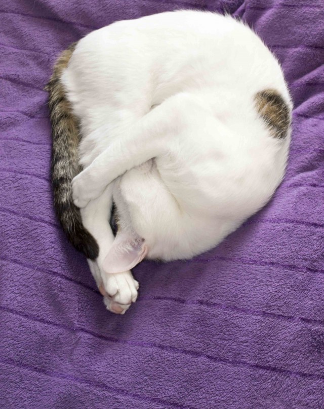 Котейка, который не знает как лежат котейки