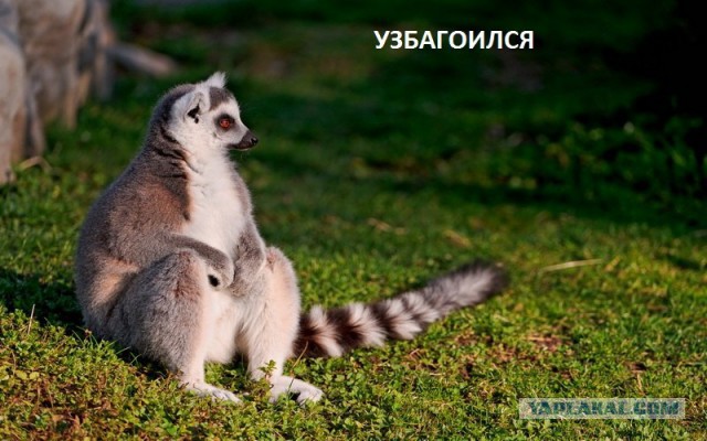 Узбагойся