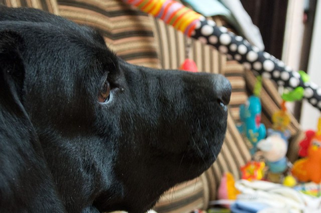 Золотые собаки