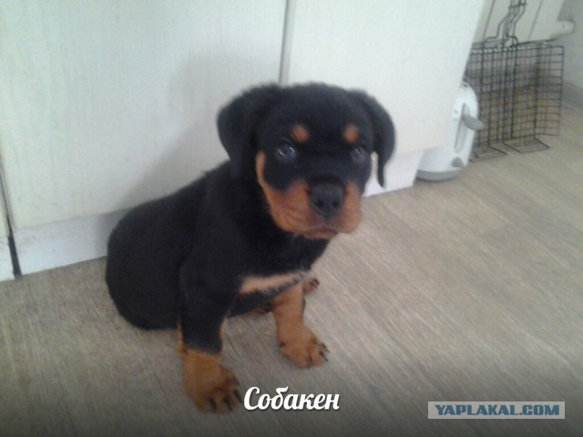 Собакен