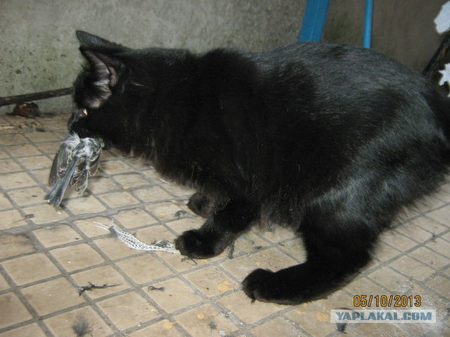 Черный волк