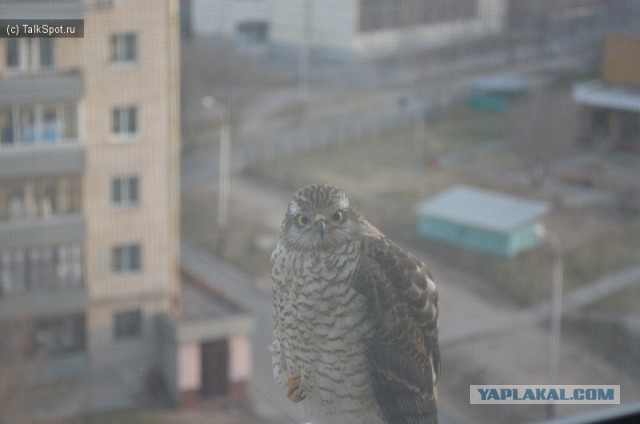 Сокол