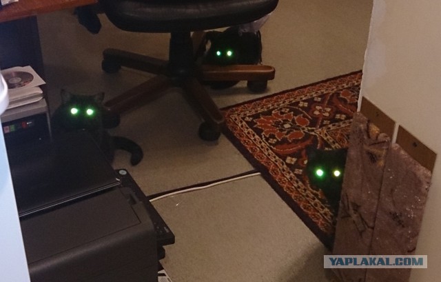 Котовторник  08.07.2014