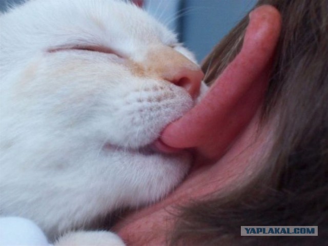 Плюсомет со шпалометом