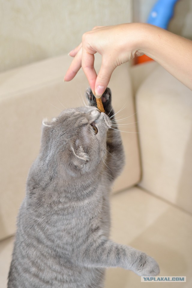 Котовторник 28.10.2014