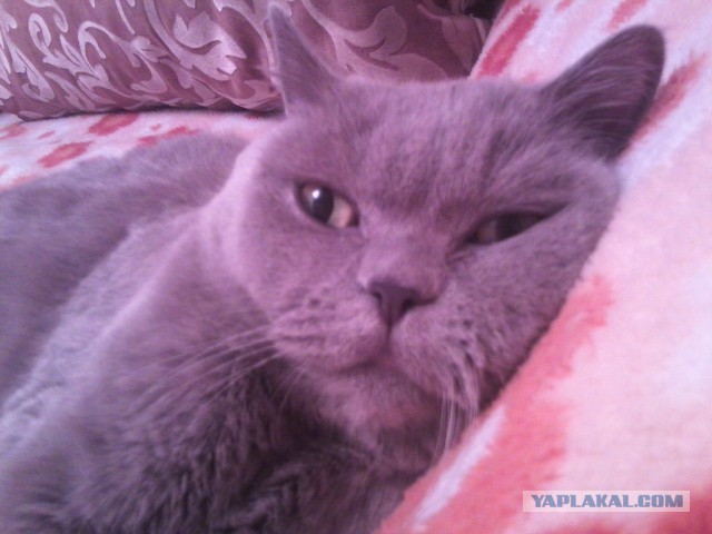 Котовторник 2.12.14