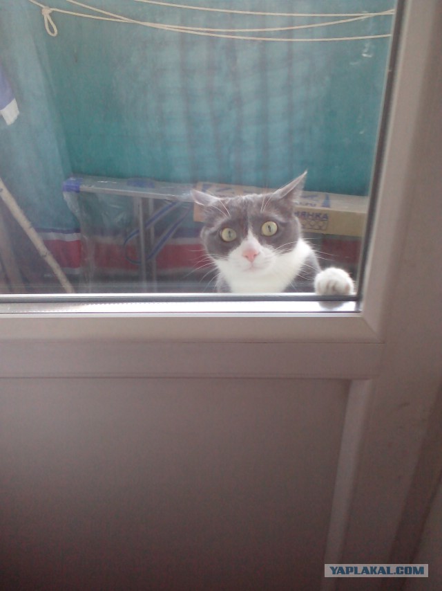 Котовторник