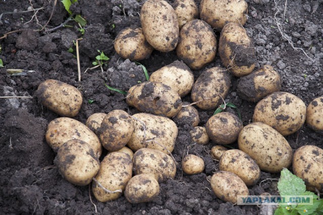 Как выглядят 19 популярных продукта