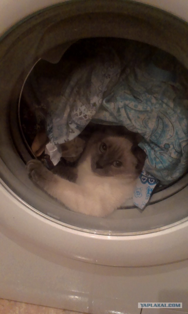 Котовторник 31.03.2015