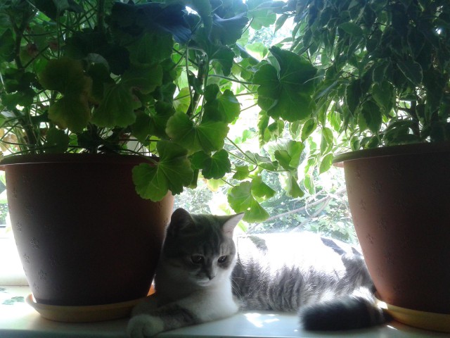 Котовторник 07 04 2015