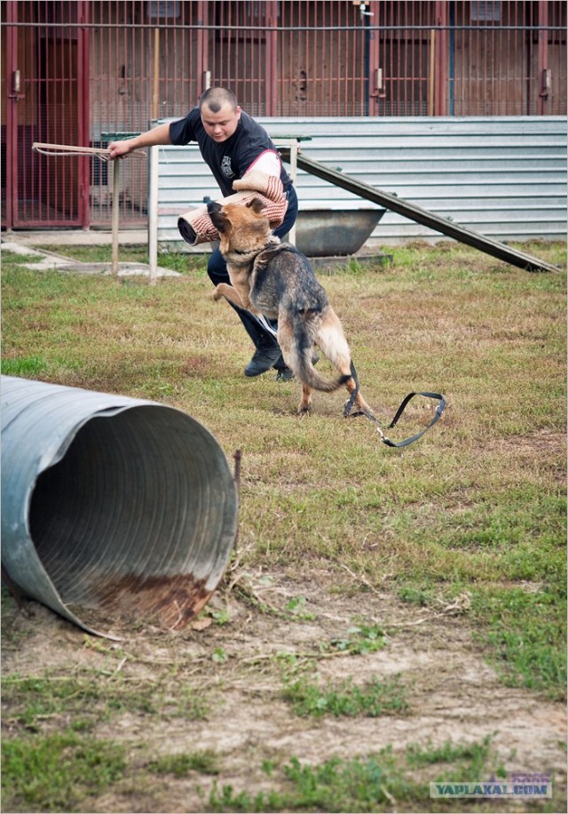 Центр кинологической службы Упр-ния на транспорте