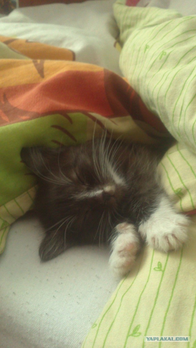 Котовторник