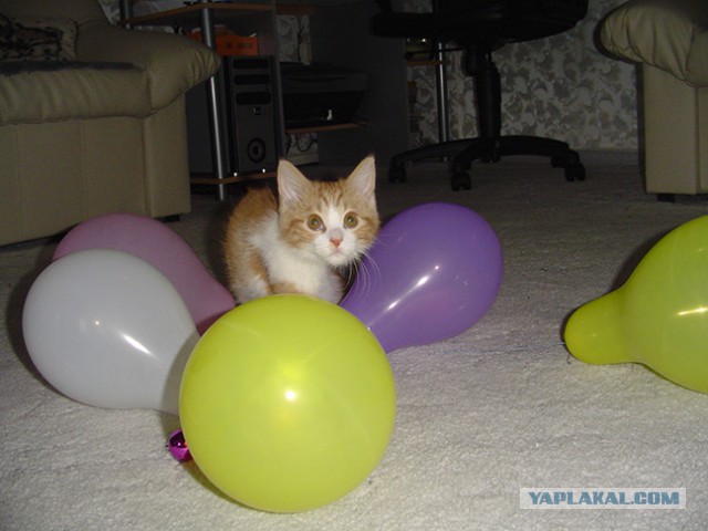 Котовторник