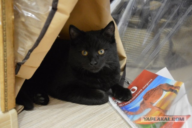 Кот Вася