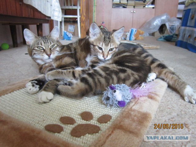 Котовторник 29-09-2015,