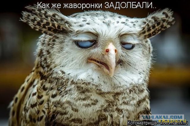 Демотиваторы на Субботу