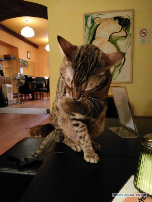 Котовторник 17.11.2015