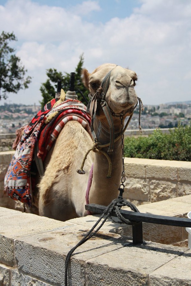 15 лучших кадров января от National Geographic